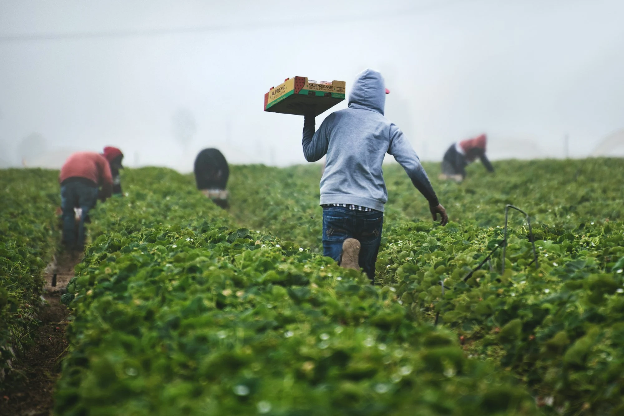 Workers in a farming field